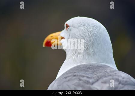 Gros plan capture le regard intense d'un mouette à pattes jaunes, avec son anneau rouge distinctif, placé sur la toile de fond du Cíes I. Banque D'Images