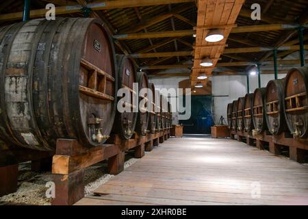 France, Hérault, SETE, Marseillan, société Noilly-Prat, fûts de chêne dans une cave Banque D'Images