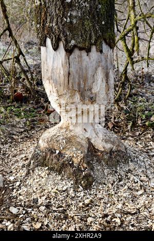 France, Doubs, Brognard, vallée d'Allan, castor européen (fibre de ricin), arbre rongé et copeaux Banque D'Images