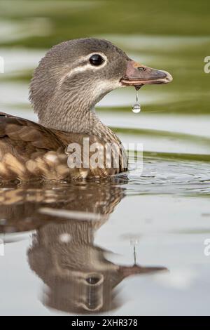 Vue de côté de la tête d'une femelle sauvage canard mandarine nageant dans l'eau avec une goutte d'eau coulant de son bec. Banque D'Images