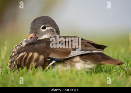 Gros plan d'un canard mandarin sauvage femelle (Aix galericulata) assis calmement sur l'herbe. Banque D'Images