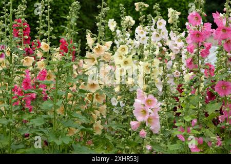 Colorée jaune et rose Alcea rosea, ou hollyhock, en fleur. Banque D'Images