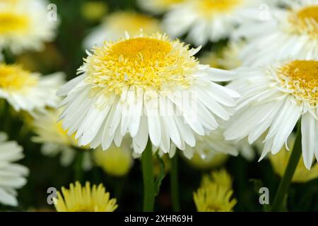 Blanc et jaune Leucanthemum x superbum, ou Shasta Daisy «Real Glory» en fleur. Banque D'Images