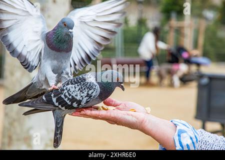 Main humaine femelle avec deux pigeons mangeant de la paume. Banque D'Images