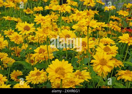 Jaune double Heliopsis helianthoides variété scabra, «Sommersonne» ou «Summer Sun», faux tournesol en fleur. Banque D'Images