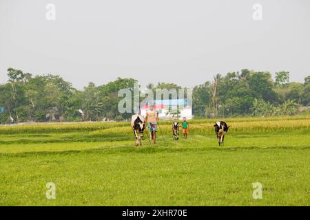 Cumilla, Bangladesh- 21 avril 2024 : un berger et des enfants emmènent des vaches dans le champ pour faire paître dans le champ du village. Banque D'Images