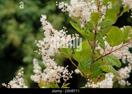 Crème Filipendula ulmaria, communément appelée bonbon de viande ou moût d'hydromel en fleur. Banque D'Images