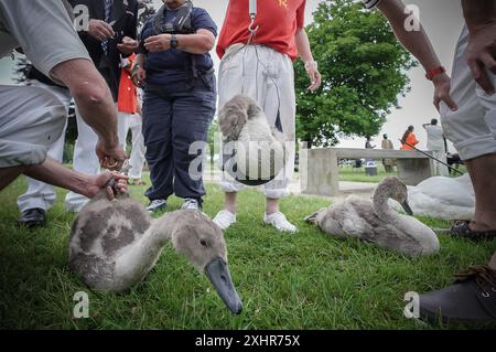 Londres, Royaume-Uni. 15 juillet 2024. La montée annuelle des cygnes sur la Tamise joue un rôle important dans la conservation du cygne muet et implique que le gardien des cygnes de KingÕs recueille des données, évalue la santé des jeunes cygnets et les examine pour détecter toute blessure. Les empeignes royaux, qui portent l'uniforme écarlate de sa Majesté le Roi, voyagent dans des skiffs d'aviron traditionnels avec les empeignes des compagnies de livrées VintnersÕ et DyersÕ. Crédit : Guy Corbishley/Alamy Live News Banque D'Images