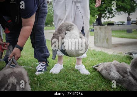 Londres, Royaume-Uni. 15 juillet 2024. La montée annuelle du cygne sur la Tamise joue un rôle important dans la conservation du cygne muet et implique que le gardien du cygne du roi recueille des données, évalue la santé des jeunes cygnets et les examine pour détecter toute blessure. Les empeignes royales, qui portent l'uniforme écarlate de sa Majesté le Roi, voyagent dans des skiffs d'aviron traditionnels avec des empeignes des compagnies de livrées des vignerons et des Dyers. Crédit : Guy Corbishley/Alamy Live News Banque D'Images