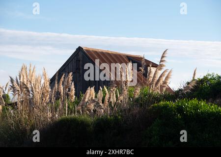 Un vieux bâtiment rustique avec un toit rouge se trouve dans un champ de hautes herbes. Le bâtiment est entouré d'un fourré de mauvaises herbes et d'herbes hautes, ce qui lui donne un peu Banque D'Images