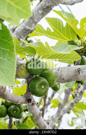 Figuier vert vif frais avec des figues dans les fruits vue rapprochée sur les branches avec le feuillage Banque D'Images