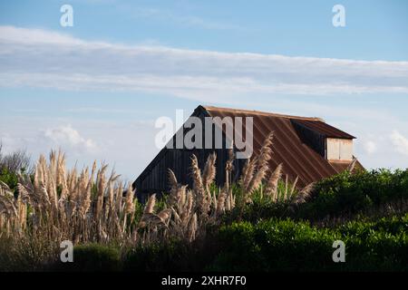 Un vieux bâtiment rustique avec un toit rouge se trouve dans un champ de hautes herbes. Le bâtiment est entouré d'un fourré de mauvaises herbes et d'herbes hautes, ce qui lui donne un peu Banque D'Images