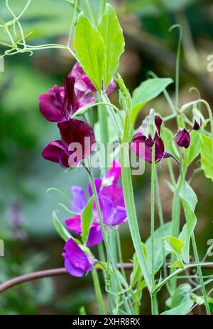 Pois doux (Lathyrus odoratus), fleur, Rhénanie du Nord-Westphalie, Allemagne Banque D'Images