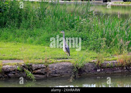 Héron - héron gris - (Ardea cinerea) sur le canal Kennett & Avon à Devizes. Prise en juillet 2024. Été. Banque D'Images