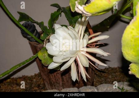 Epiphyllum oxypetalum, également connu sous le nom de cactus à pipe du Hollandais, princesse ou reine de la nuit, est un cactus originaire du Mexique au Nicaragua. Banque D'Images