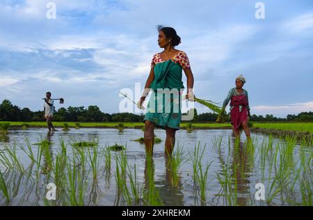 Agricultrices plantant des jeunes pousses de riz dans une rizière du village de Baghmara dans le district de Baksa dans l'Assam (Inde) le 10 juillet 2021. Le placage des récoltes d'été est en retard Banque D'Images