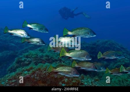 Dans le banc de groupe avant de poisson brun maigre (Sciaena umbra) sur le récif rocheux récif, dans la silhouette de fond de plongeur plongeur plongeur, mer Méditerranée Banque D'Images