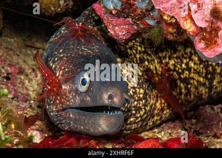 Trois spécimens de crevettes propres monégasques (Lysmata seticaudata) assis sur le corps de la tête d'anguille moray méditerranéenne (Muraena helena) Banque D'Images