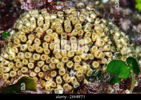 Corail graminé (Cladocora caespitosa) corail pierreux corail dur corail de construction de récifs vit en Méditerranée occidentale, Méditerranée, Sardaigne, Italie Banque D'Images