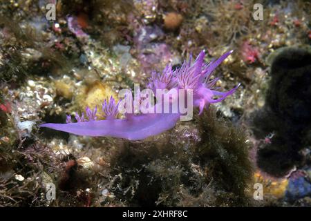 Escargot violet (Flabellina affinis), mer Méditerranée, mer Tyrrhénienne, Italie Banque D'Images