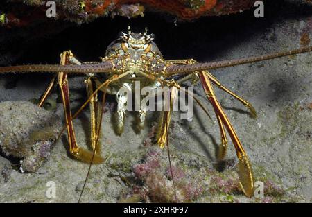 Gros plan d'écrevisses épineuses des caraïbes (Panulirus argus) assis devant la cachette d'une grotte dans le récif corallien regardant directement l'observateur Banque D'Images