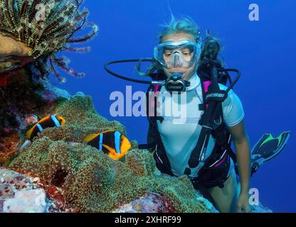 Plongeur regardant une paire de poissons-clowns à nageoires oranges (Amphiprion chrysopterus) à courte distance le poisson-clown anemonefish à bandes bleues Nemo damselfish vit dans Banque D'Images