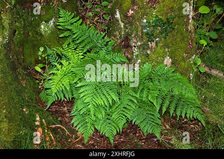 Dryopteris dilatata (fougère-flambeuse large) est originaire d'Europe où il peut être trouvé dans les forêts ombragées sur un sol acide. Banque D'Images