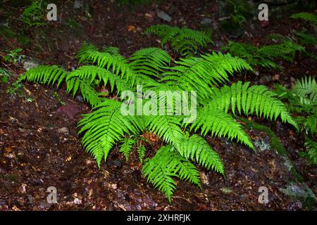 Dryopteris filix-mas (fougère mâle) est une fougère commune de l'hémisphère Nord tempéré. Il favorise les forêts ombragées humides. Banque D'Images