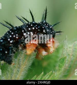 Macro, gros plan du détail de la patte orange de la cinquième Instar d'Une chenille, larve d'Un papillon paon, Aglais io, se nourrissant d'Une Lea d'ortie Banque D'Images