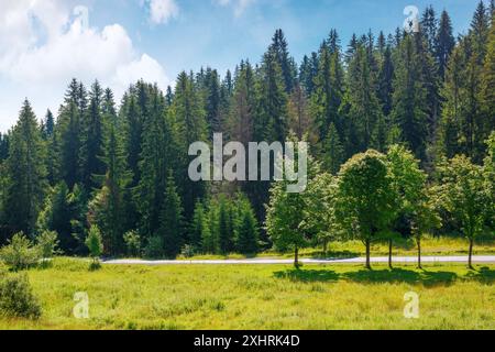 route de campagne à travers la forêt de conifères en été. road trip à travers la montagne des carpates de l'ukraine par une journée ensoleillée Banque D'Images