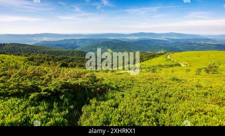 paysage alpin de la montagne des carpates en été. prairies herbeuses et pentes boisées. route serpentant la colline vallonnée dans la vallée lointaine. sunn Banque D'Images