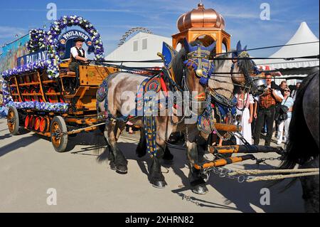 Chevaux, chevaux de brasserie, chevaux à sang froid, chevaux de trait devant des calèches avec des barils de bière, calèche, historique Wies'n, Oide Wiesn Banque D'Images