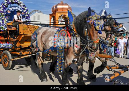 Chevaux, chevaux de brasserie, chevaux à sang froid, chevaux de trait devant des calèches avec des barils de bière, calèche, historique Wies'n, Oide Wiesn Banque D'Images