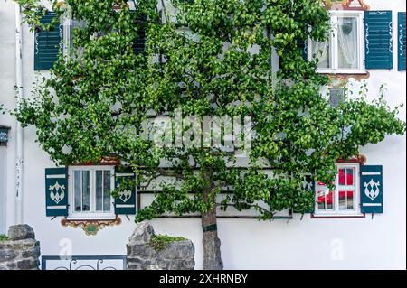 Poire (Pyrus) sur le mur de la maison, fruit espalier, vieille ville, Markt Schliersee, haute-Bavière, Bavière, Allemagne Banque D'Images