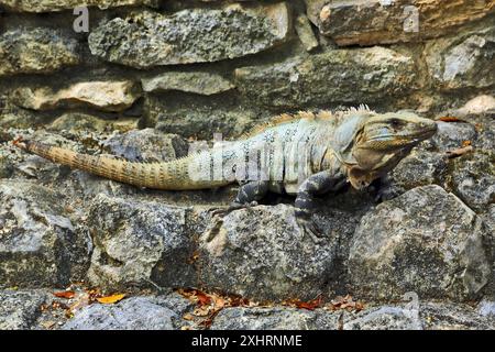 Un gros plan d'un grand iguane reposant sur un terrain rocheux avec un fond de mur de pierre Banque D'Images