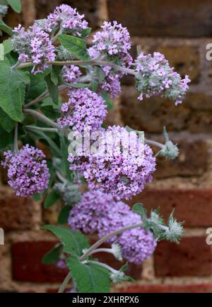 Himalayan Butterfly Bush, Buddleja crispa, Scrophulariaceae. Originaire d'Afghanistan, Bhoutan, Inde, Népal, Pakistan, Chine. Banque D'Images