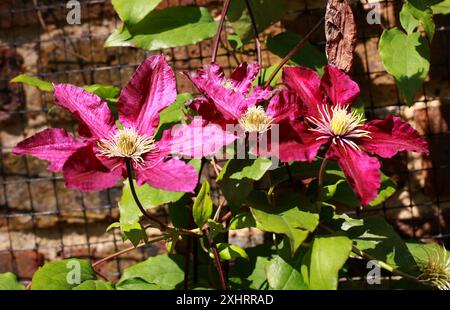 Clematis 'Niobe', Ranunculaceae. ROYAUME-UNI. Clematis est un genre d'environ 380 espèces de la famille des buttercup, Ranunculaceae. Banque D'Images