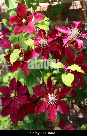 Clematis 'Niobe', Ranunculaceae. ROYAUME-UNI. Clematis est un genre d'environ 380 espèces de la famille des buttercup, Ranunculaceae. Banque D'Images