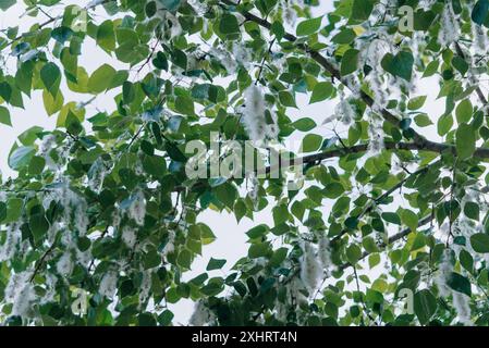 Branches d'arbre Cottonwood avec des feuilles vertes et des graines blanches semblables au coton. Peluches de peuplier sur les branches, allergies saisonnières. Banque D'Images