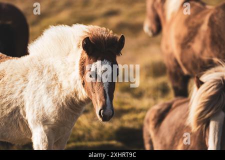 Gros plan d'un jeune cheval islandais parmi d'autres chevaux islandais. Il regarde directement dans la caméra. Banque D'Images