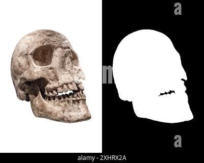 Vrai vieux crâne humain isolé sur fond blanc. Macrophotographie avec mise au point sélective dans le nez et les dents Banque D'Images