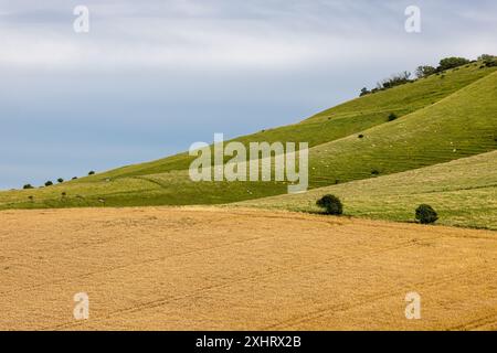 Une vue sur les terres agricoles dans les South Downs, un soir d'été Banque D'Images