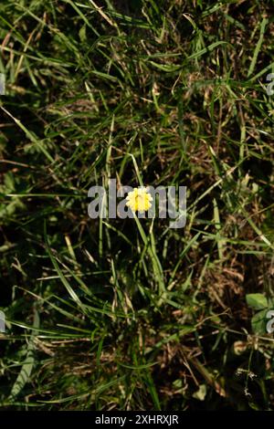 Petite fleur jaune feuilles vertes. Susan aux yeux noirs Banque D'Images