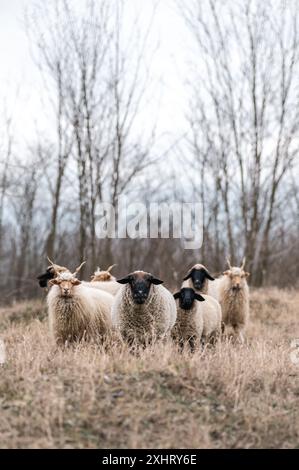 Troupeau de racka hongrois et de moutons anglais du suffolk sur le terrain en hiver Banque D'Images