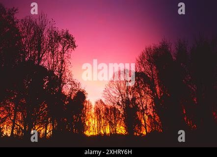 Lever du soleil brillant ciel au-dessus d'une forêt de feuillus, comté de Chester, Pennsylvania, USA Banque D'Images