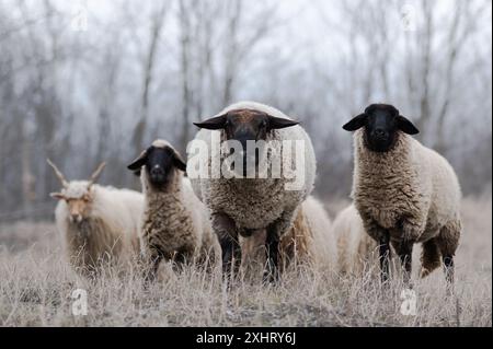 Troupeau de racka hongrois et de moutons anglais du suffolk sur le terrain en hiver Banque D'Images
