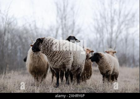 Troupeau de racka hongrois et de moutons anglais du suffolk sur le terrain en hiver Banque D'Images
