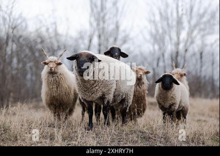 Troupeau de racka hongrois et de moutons anglais du suffolk sur le terrain en hiver Banque D'Images