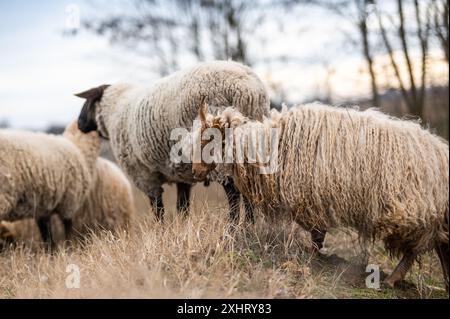 Troupeau de racka hongrois et de moutons anglais du suffolk sur le terrain en hiver Banque D'Images