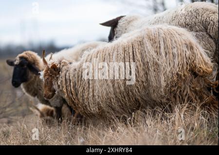Troupeau de racka hongrois et de moutons anglais du suffolk sur le terrain en hiver Banque D'Images